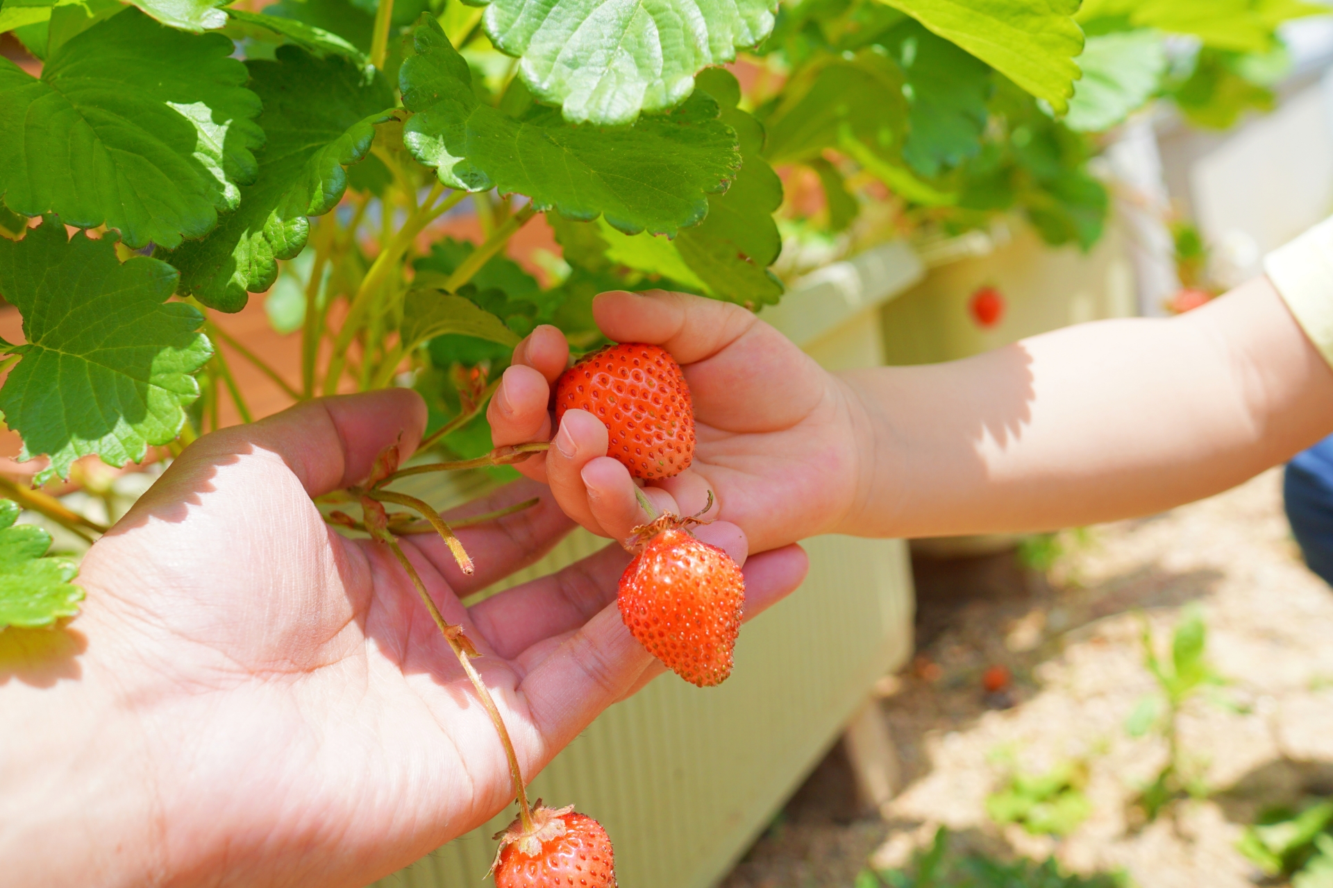 子供との家庭菜園イチゴを育てているところ